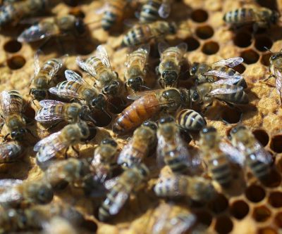 La reine et ses abeilles