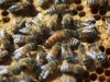 La reine et ses abeilles